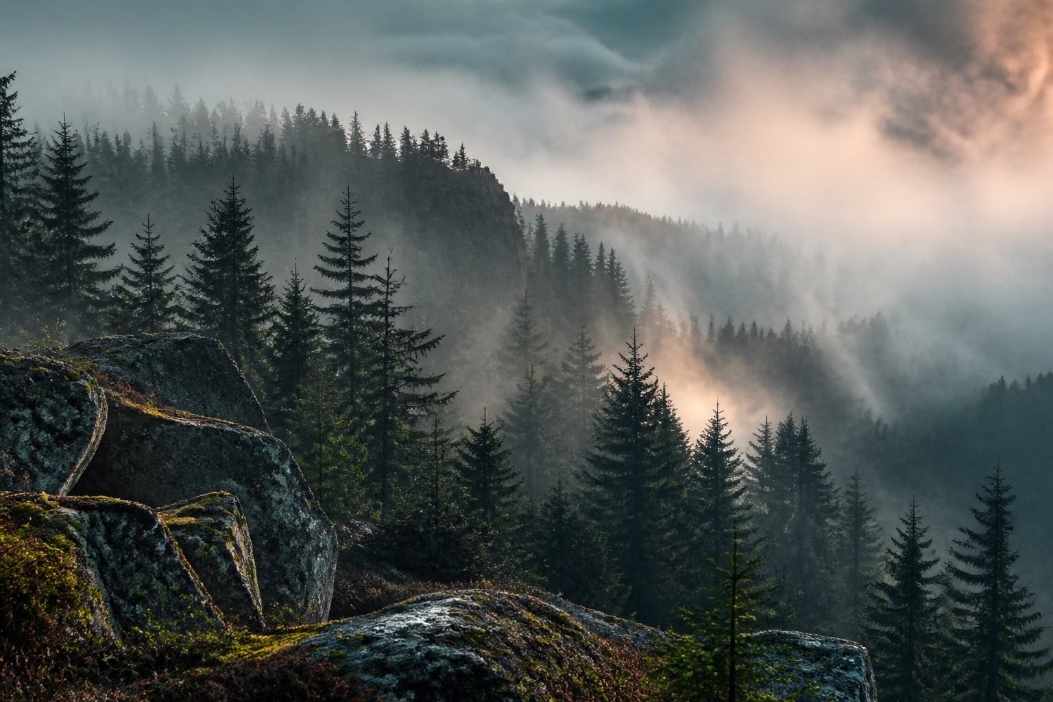 Nebeliger Fichtenwald am Brockenhang im Harz